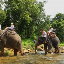 Elephant Trekking and Safari Adventures