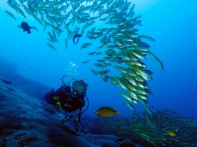 Dive the Similan Islands